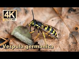 Attēlu rezultāti vaicājumam “Vespula germanica male”