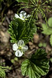 Attēlu rezultāti vaicājumam “Rubus chamaemorus flower”