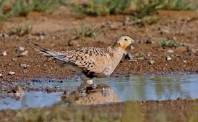 Image result for Syrrhaptes paradoxus