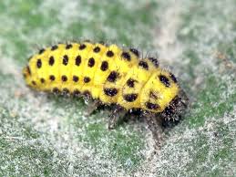 Attēlu rezultāti vaicājumam “Psyllobora vigintiduopunctata larva”