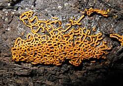 Attēlu rezultāti vaicājumam “Hemitrichia calyculata young”