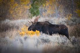 Attēlu rezultāti vaicājumam “Alces alces”