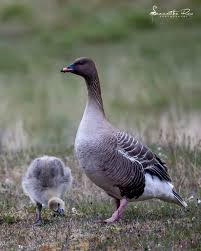 Attēlu rezultāti vaicājumam “Anser brachyrhynchus adult”