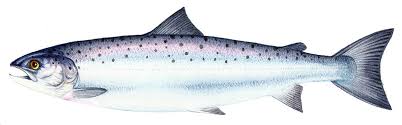 Image result for Salmo zrmanjaensis