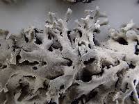 Attēlu rezultāti vaicājumam “Hypogymnia physodes”