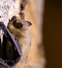 Attēlu rezultāti vaicājumam “Pipistrellus pygmaeus”