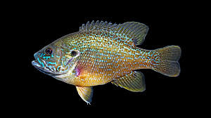 Image result for Lepomis cyanellus