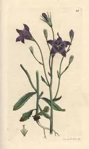 Image result for Campanula patula