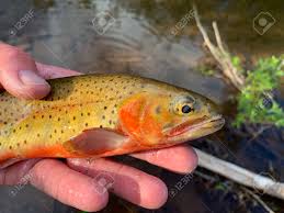 Image result for Oncorhynchus clarkii