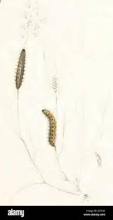 Attēlu rezultāti vaicājumam “Coscinia cribraria”