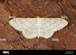 Attēlu rezultāti vaicājumam “Idaea aversata”