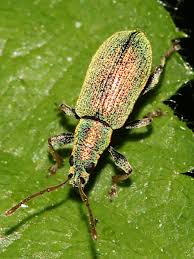 Attēlu rezultāti vaicājumam “Phyllobius”