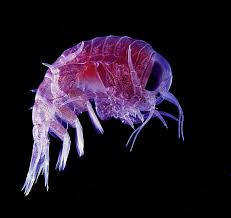 Attēlu rezultāti vaicājumam “Amphipoda”