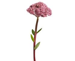 Attēlu rezultāti vaicājumam “Hylotelephium telephium bud”