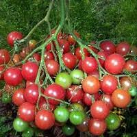 Afbeeldingsresultaat voor rose quartz tomato