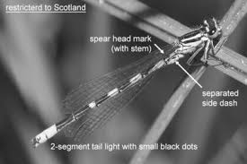 Attēlu rezultāti vaicājumam “Coenagrion hastulatum”