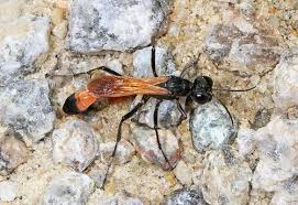 Attēlu rezultāti vaicājumam “Ammophila sp.”