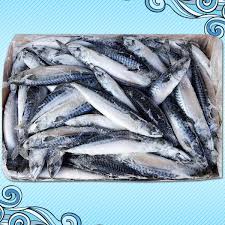 Image result for Scomber scombrus