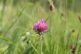 Attēlu rezultāti vaicājumam “Trifolium pratense flower”