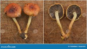 Attēlu rezultāti vaicājumam “Hypholoma lateritium”