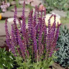 Attēlu rezultāti vaicājumam “Salvia nemorosa fruit”