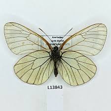 Attēlu rezultāti vaicājumam “Aporia crataegi pupa”