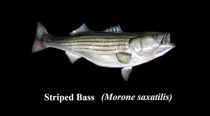 Image result for Morone saxatilis
