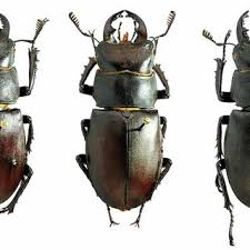 Attēlu rezultāti vaicājumam “Ceruchus chrysomelinus”