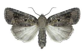 Attēlu rezultāti vaicājumam “Noctuidae”