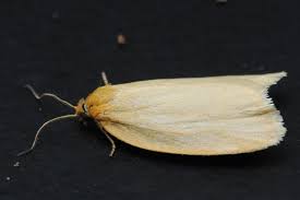 Attēlu rezultāti vaicājumam “Aphelia paleana”