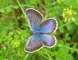 Attēlu rezultāti vaicājumam “Plebejus argyrognomon underside”