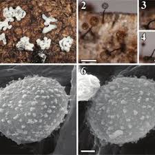 Attēlu rezultāti vaicājumam “Badhamia affinis sessile”