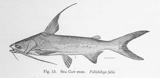 Image result for Ariopsis felis