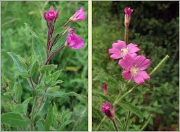 Attēlu rezultāti vaicājumam “Epilobium hirsutum”