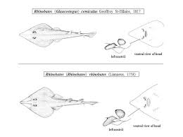 Image result for Glaucostegus cemiculus