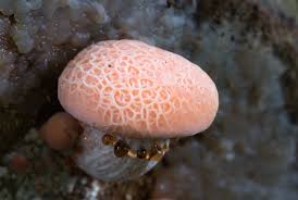 Attēlu rezultāti vaicājumam “Rhodotus palmatus”