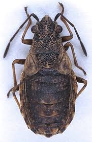 Attēlu rezultāti vaicājumam “Nithecus jacobaeae”