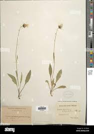 Attēlu rezultāti vaicājumam “Hieracium murorum bud”