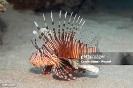 Image result for Pterois miles