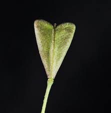 Attēlu rezultāti vaicājumam “Capsella bursa-pastoris fruit”