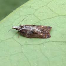 Attēlu rezultāti vaicājumam “Acleris cristana”