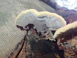 Attēlu rezultāti vaicājumam “Gloeophyllum trabeum”