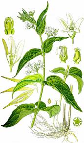 Attēlu rezultāti vaicājumam “Vincetoxicum hirundinaria”