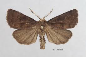 Attēlu rezultāti vaicājumam “Rusina ferruginea”