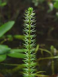 Attēlu rezultāti vaicājumam “Hippuridaceae”