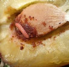 Attēlu rezultāti vaicājumam “Grapholita funebrana larva”