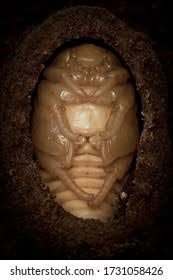 Attēlu rezultāti vaicājumam “Osmoderma barnabita imago”