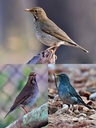 Attēlu rezultāti vaicājumam “Turdus pilaris juvenile”