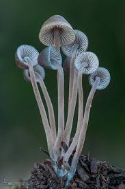 Attēlu rezultāti vaicājumam “Mycena amicta”