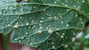 Attēlu rezultāti vaicājumam “Puccinia urticata”